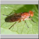 Sciomyzidae sp - Hornfliege 01a 8mm.jpg